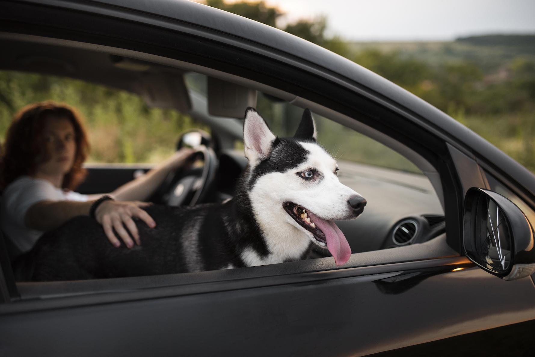 Comment supprimer l'odeur de chien dans une voiture ?